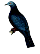 Ducula bakeri